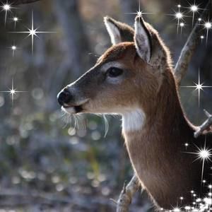 Meet your Posher, Vickie